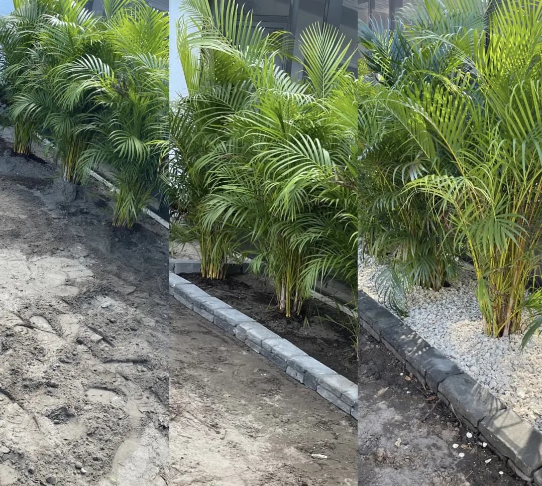 Three-photo progression of areca palm planting with paver curbing