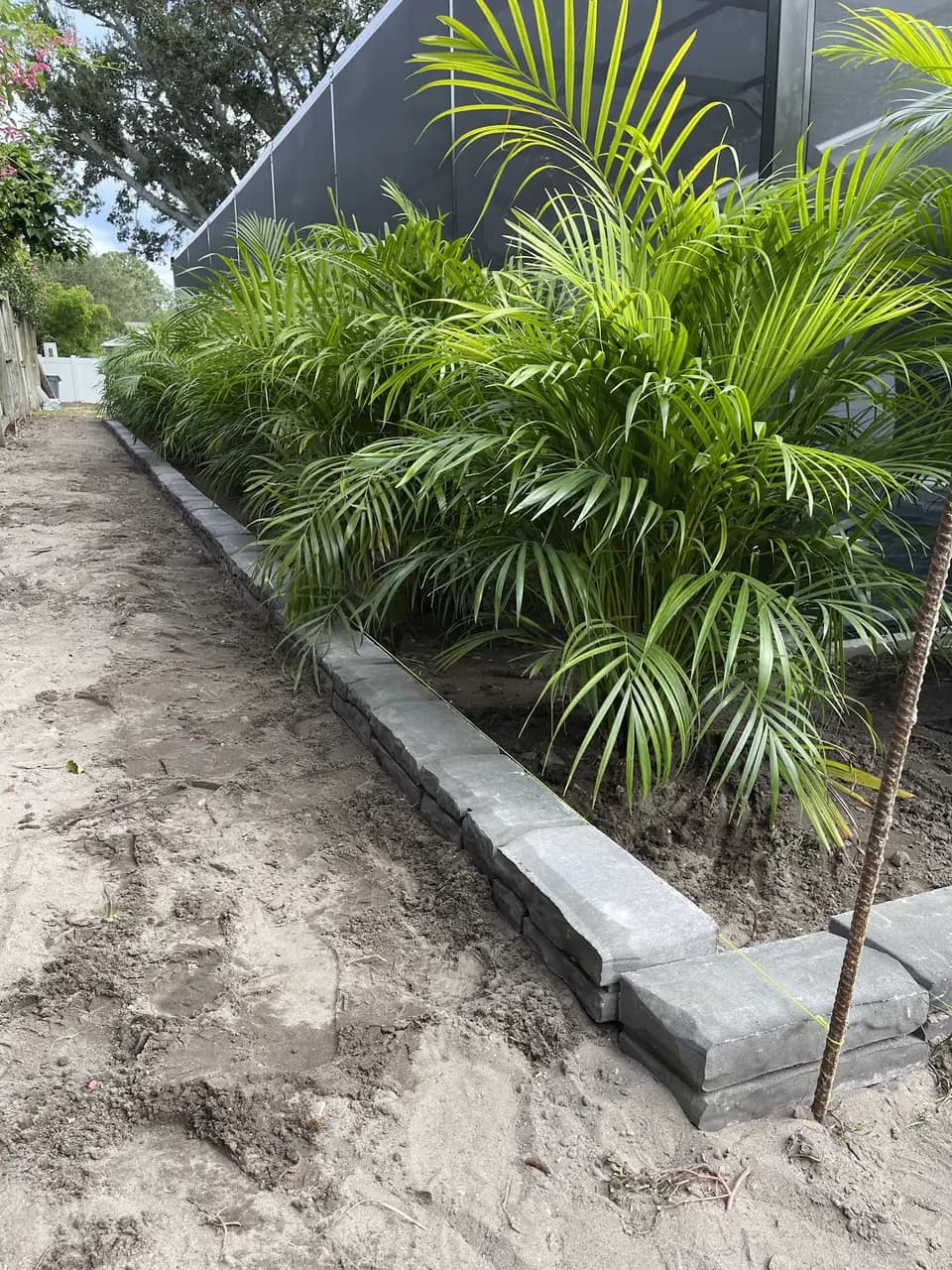 Areca palms lining a paver-edged bed along a screen enclosure
