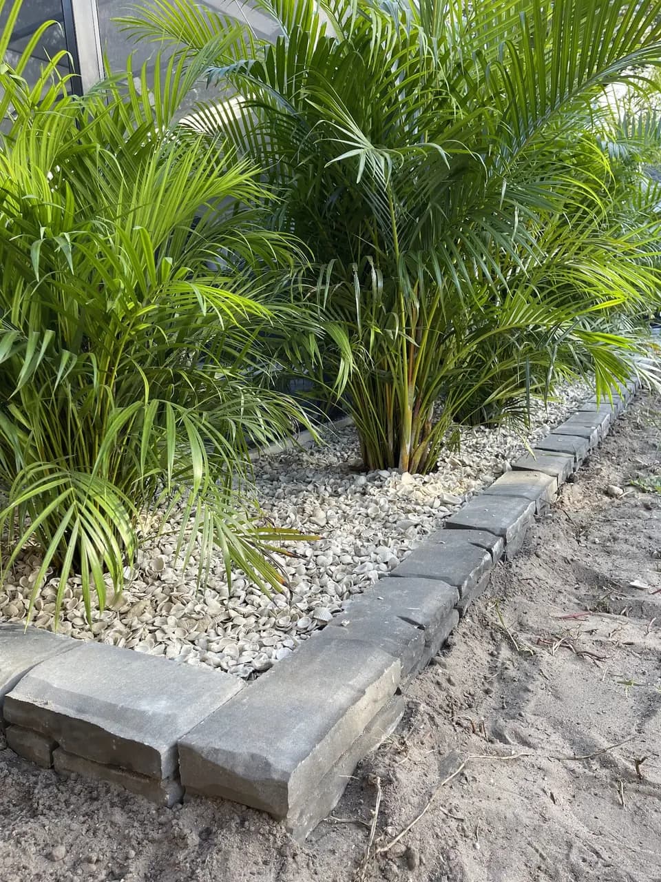 Areca palms in a rock bed with a paver curb