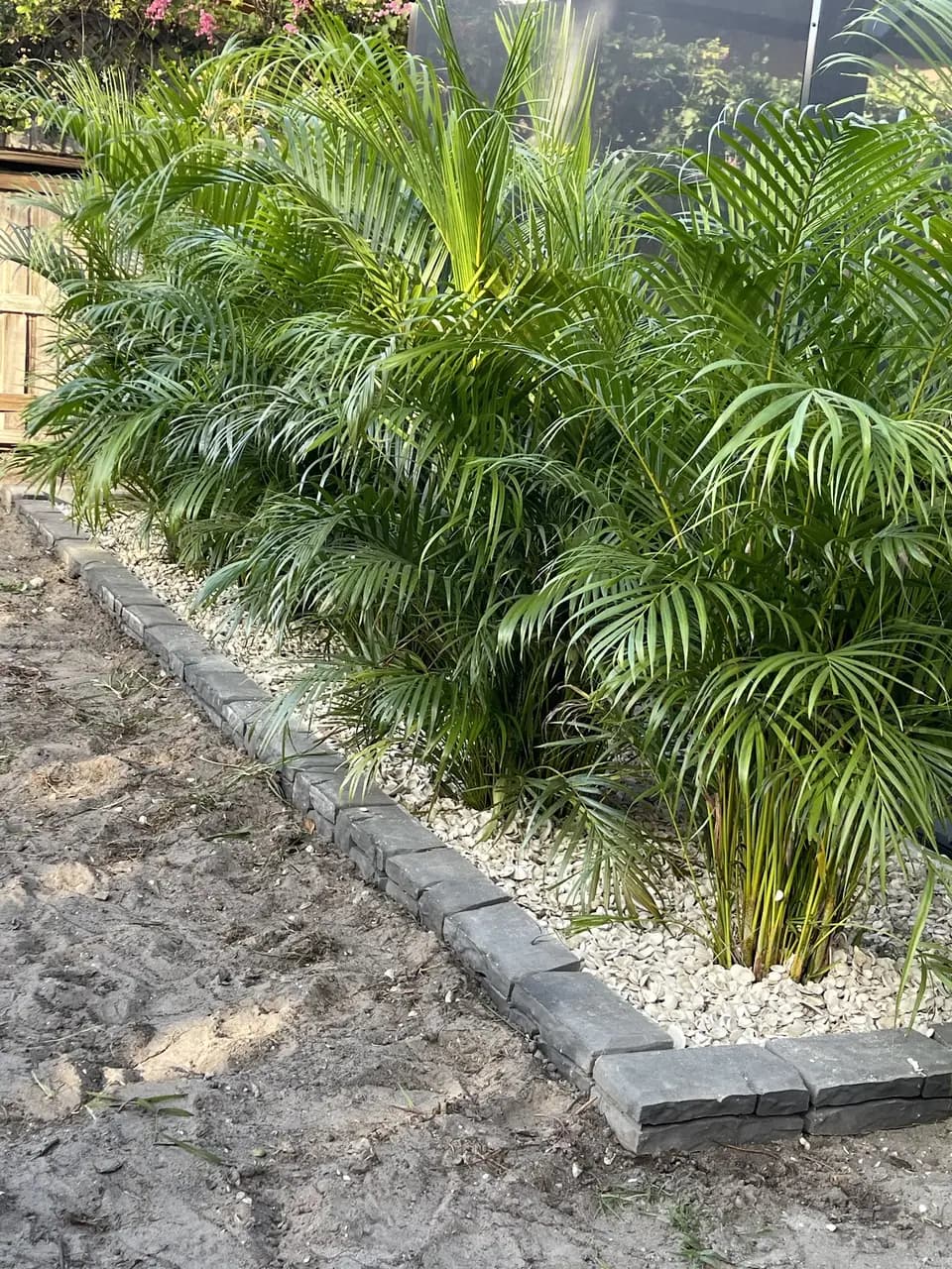 Areca palms with stone curbing and rock mulch