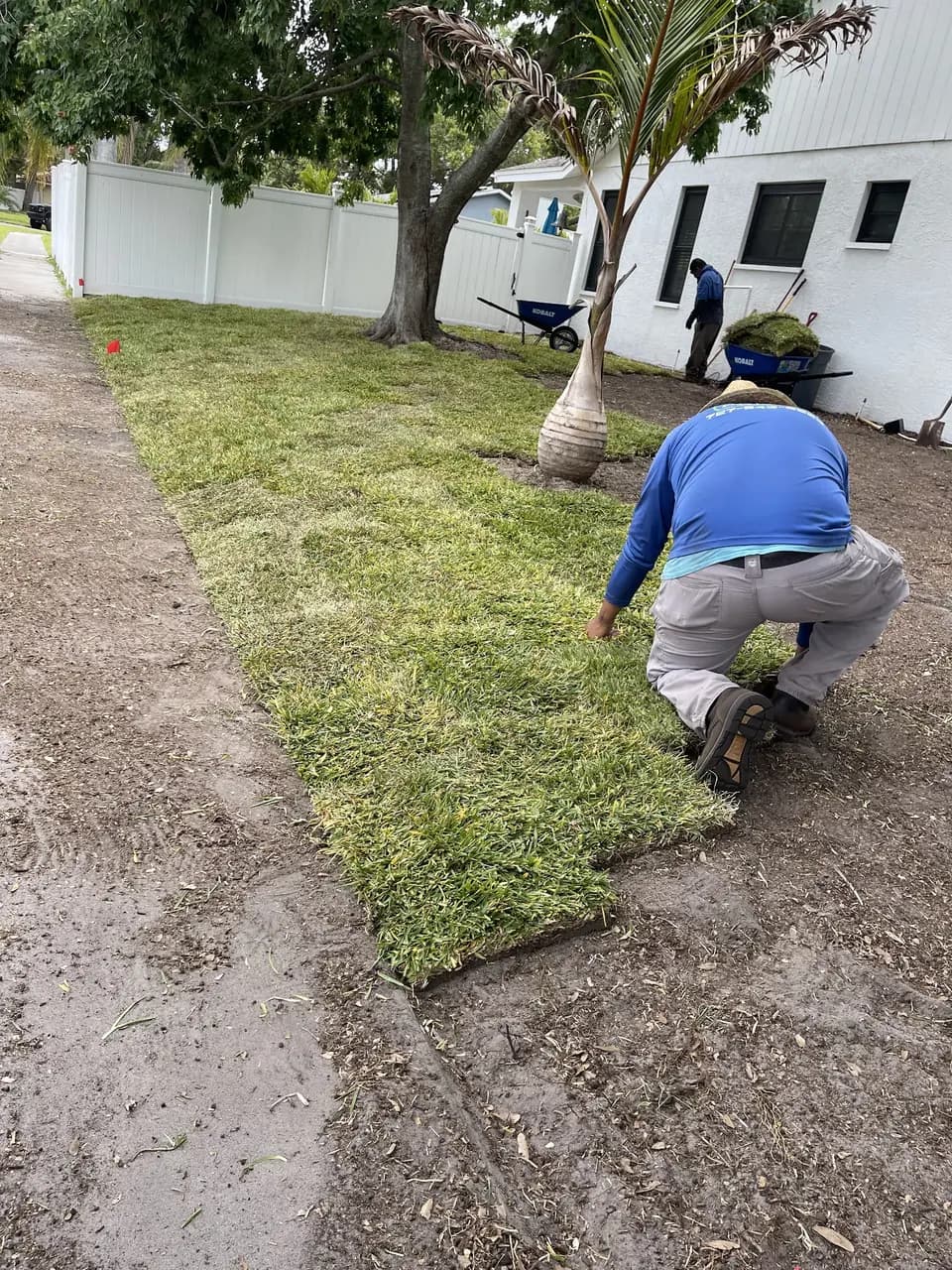 Crew member rolling out fresh sod along a sidewalk