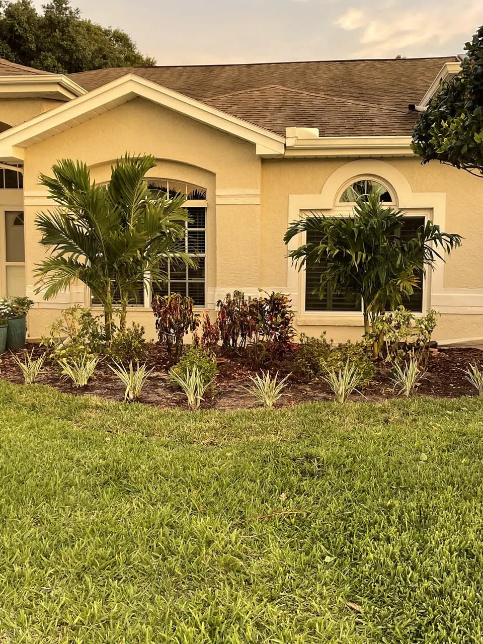 Foundation planting with palms and red foliage in front of a tan home