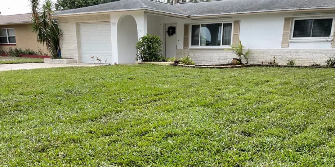 Lush green front lawn after fresh sod installation