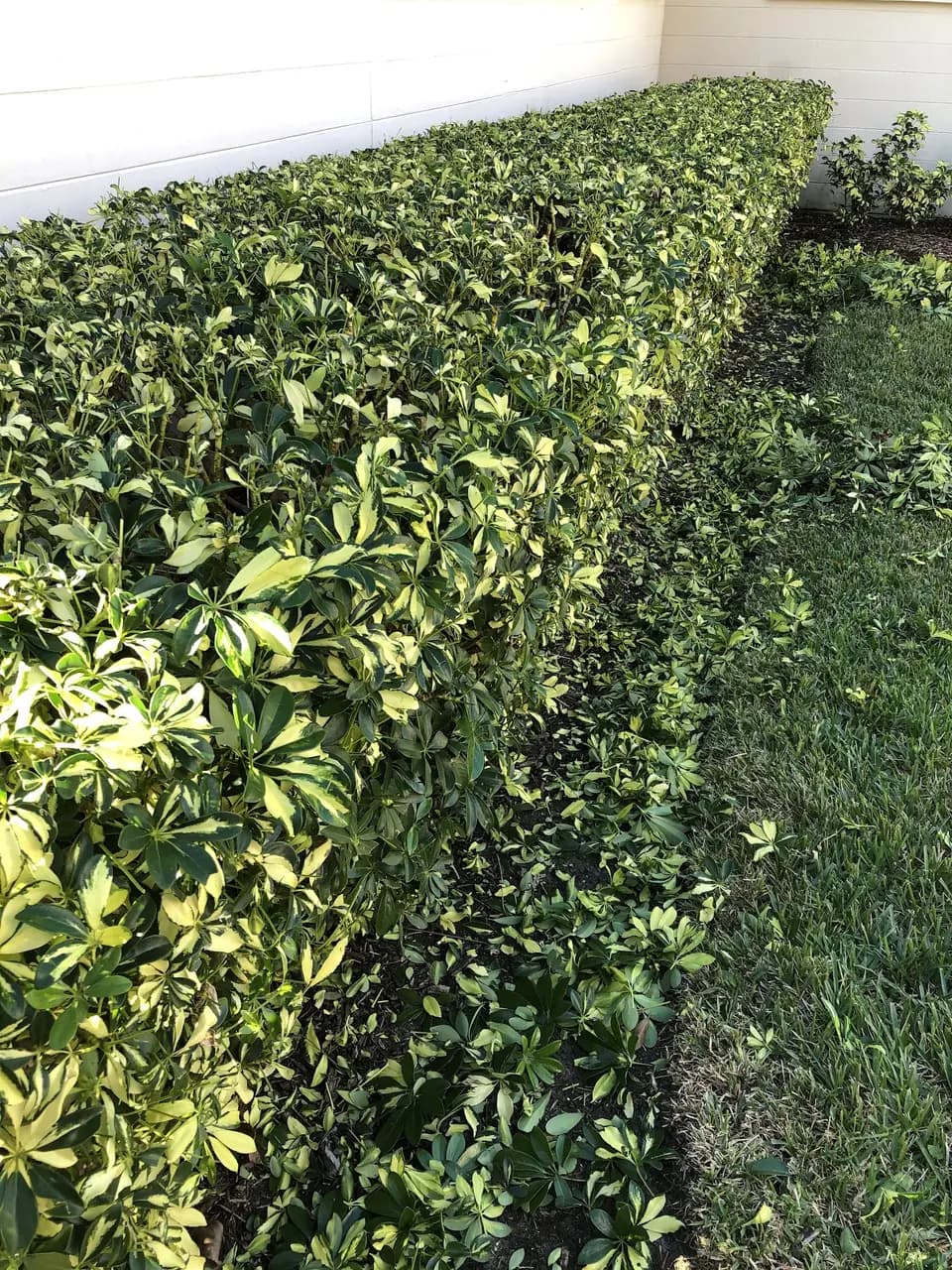 Close-up of a hedge trimmed to a clean, flat edge