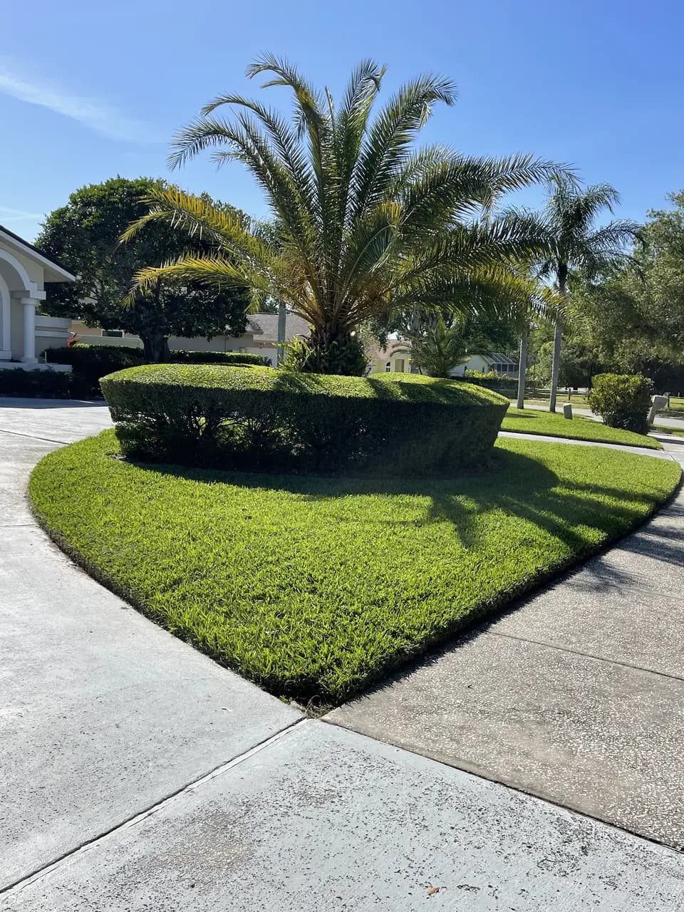Hedge and lawn island shaped around a palm at a street corner