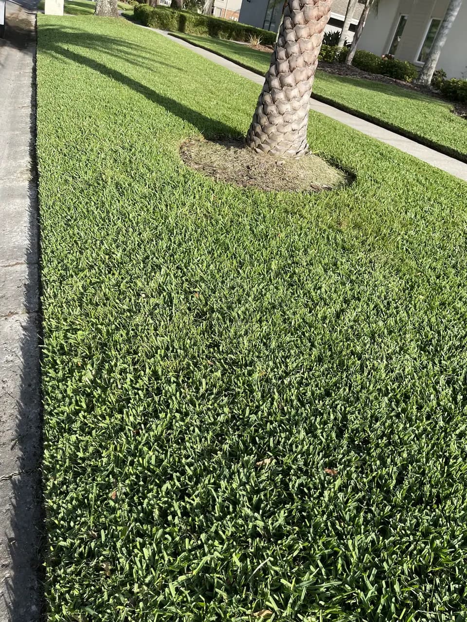 Freshly mowed lawn around a palm trunk