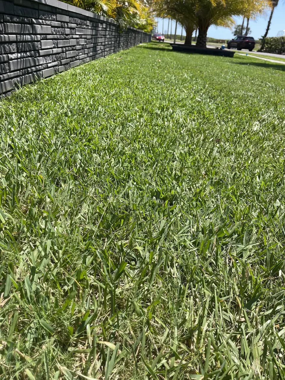 Close-up of a freshly mowed lawn beside a stone wall