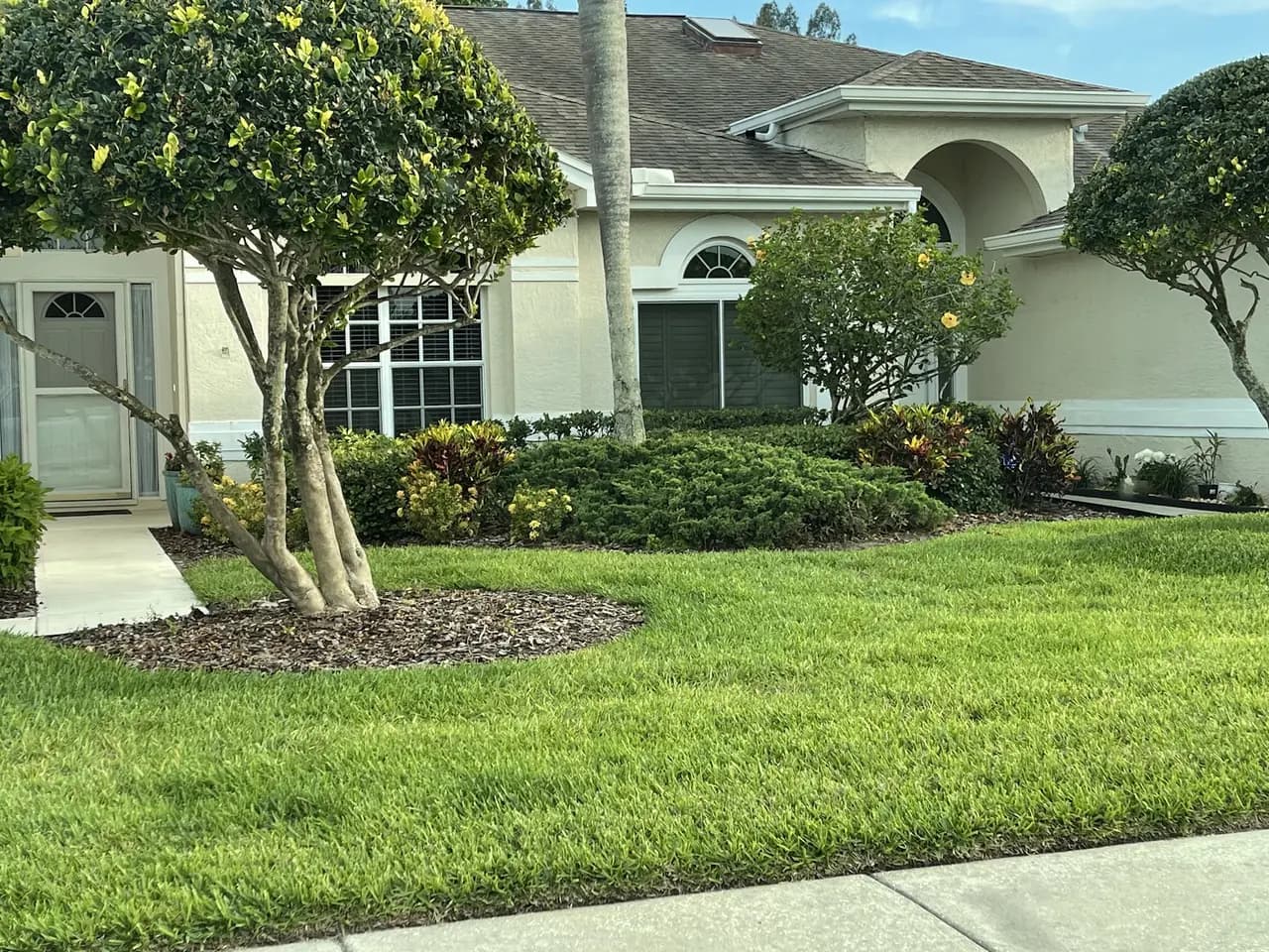 Fresh mulch ring around a small tree in a front lawn