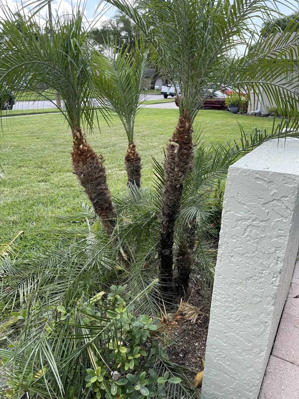 Palm cluster beside a stucco column in a mowed yard