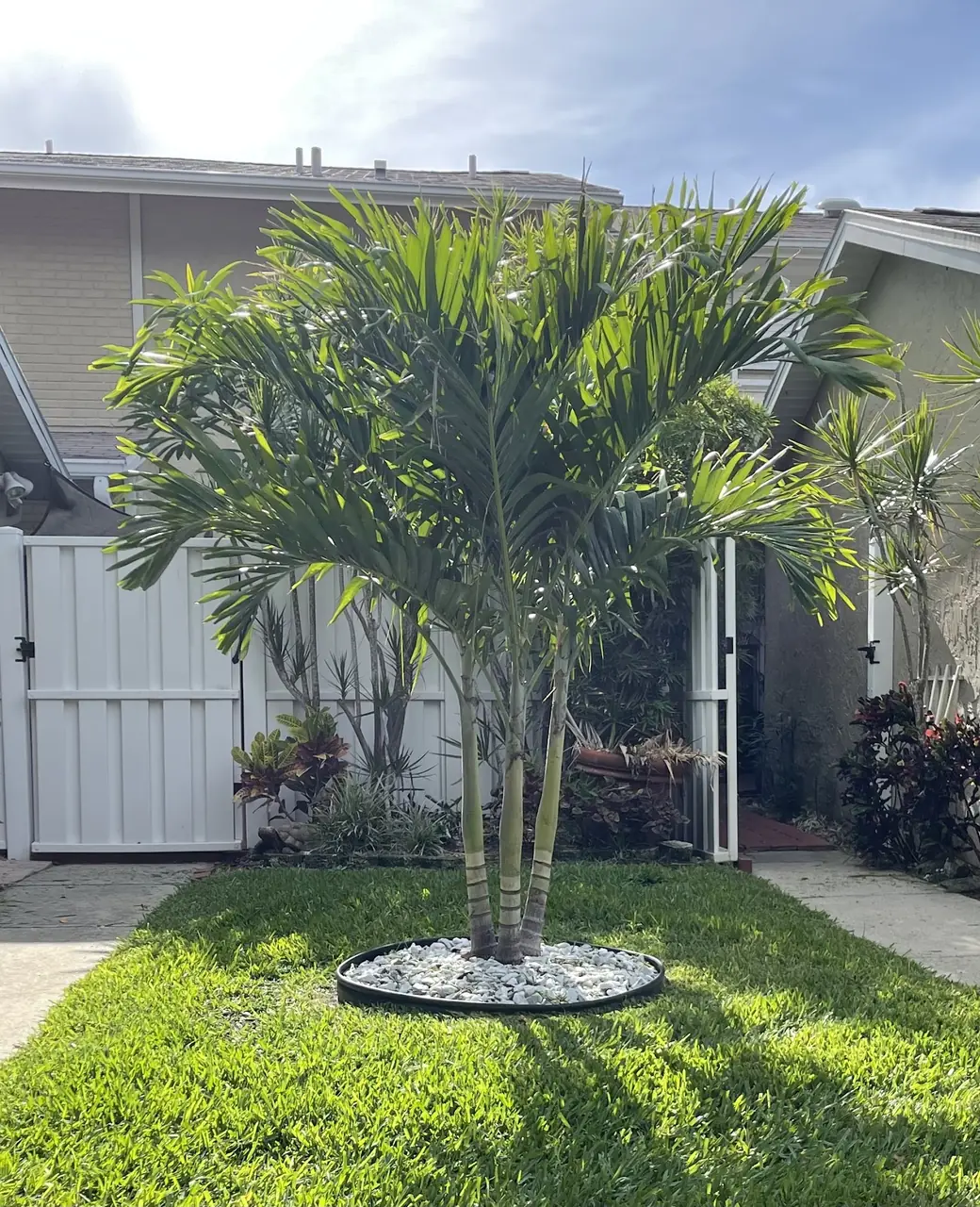 Palm cluster set in a white rock ring in a mowed lawn