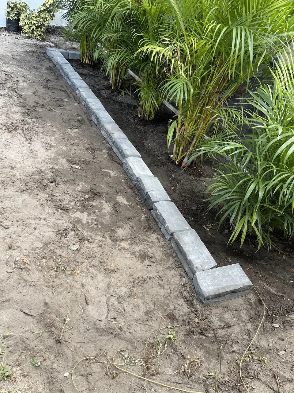 Paver curbing being set along new areca palm planting