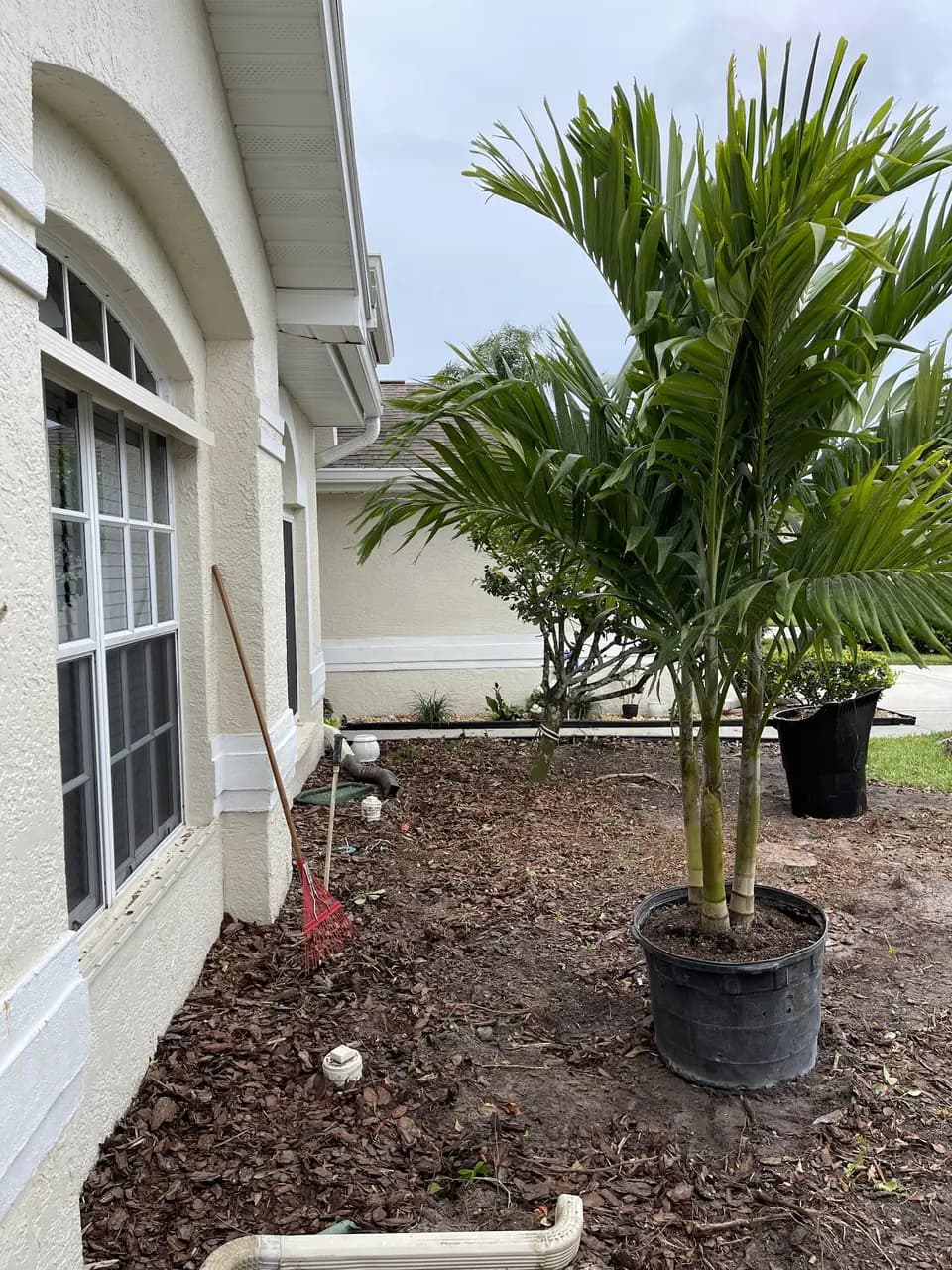 Potted areca palm set in a fresh mulch bed beside a white house