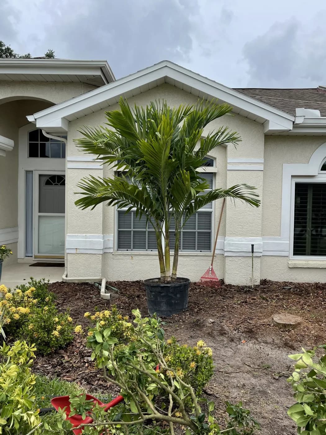 Newly planted potted palm in a fresh mulch bed at a front entry