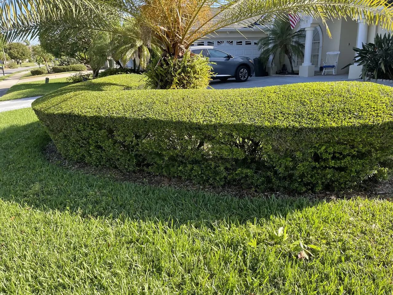 Rounded hedge in a mowed lawn with palms behind it