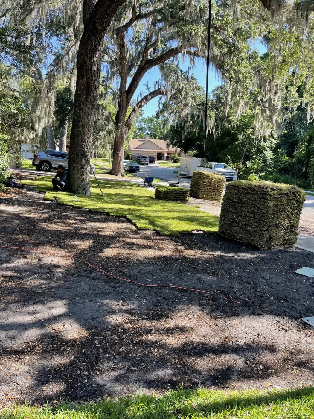 Crew installing fresh sod rolls beneath oak trees draped in Spanish moss