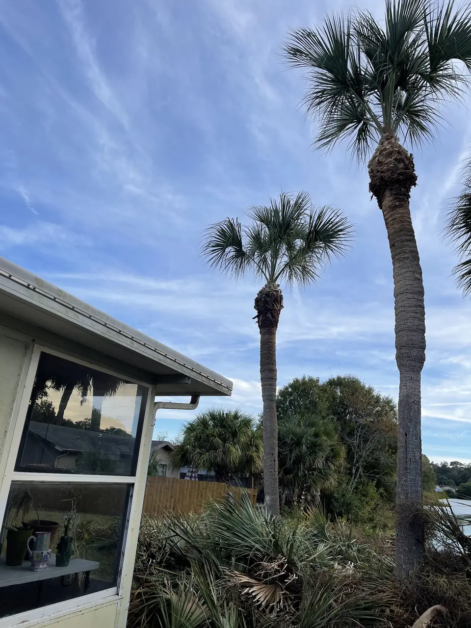 Tall palms trimmed against a blue sky