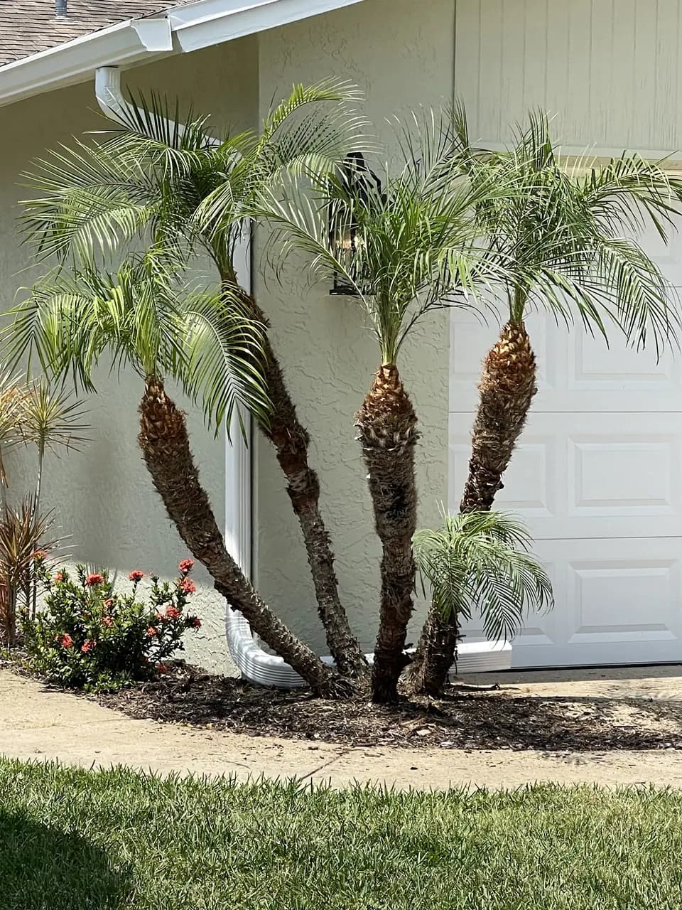 Three-trunk palm cluster beside a garage above a mulched bed