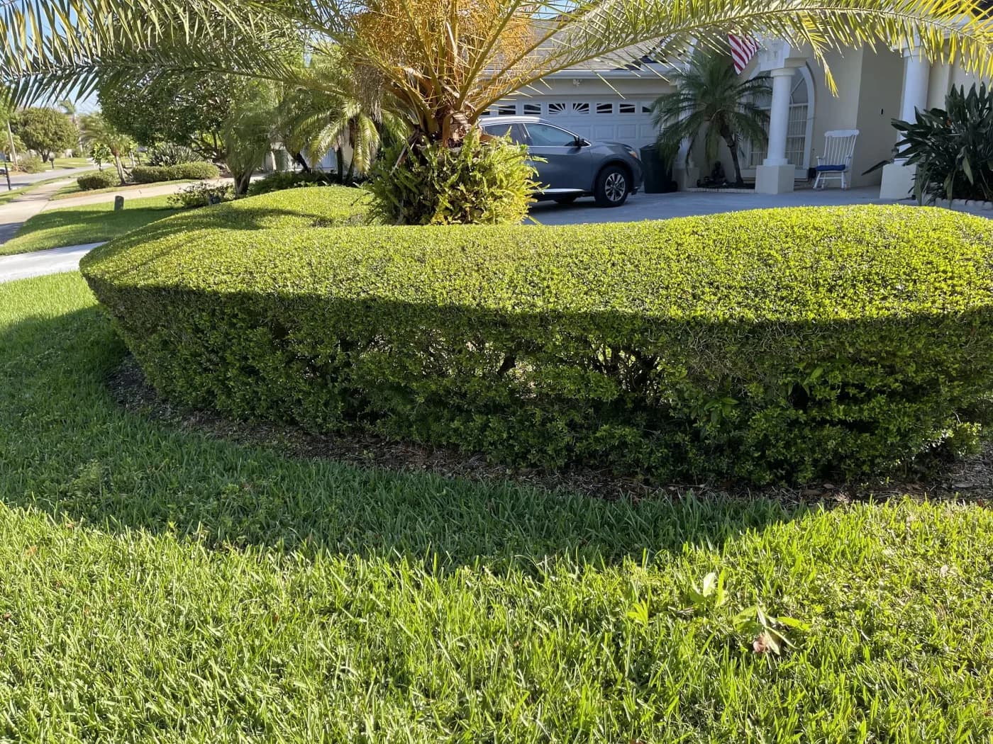 Freshly trimmed hedge circle beside a driveway with a mature palm