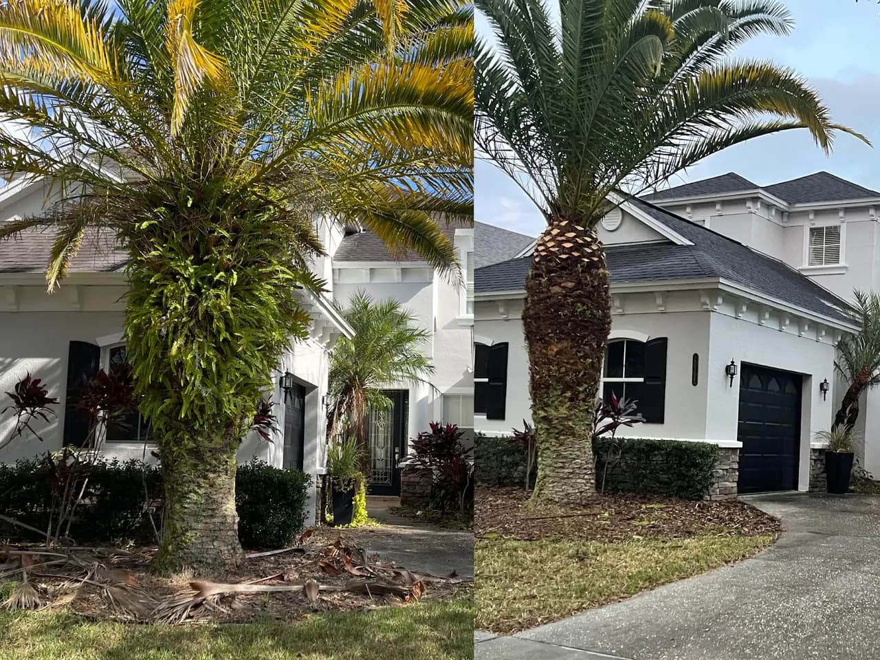 Trimmed palms beside a home entry, shown from two angles