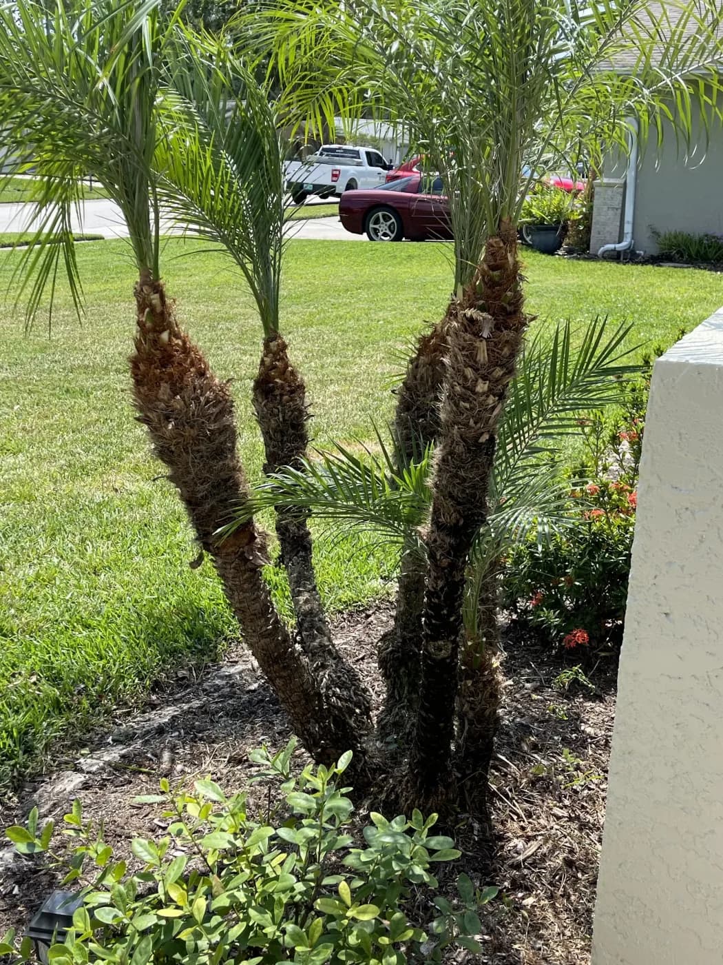 Triple palm cluster set in a white rock ring bed on a front lawn
