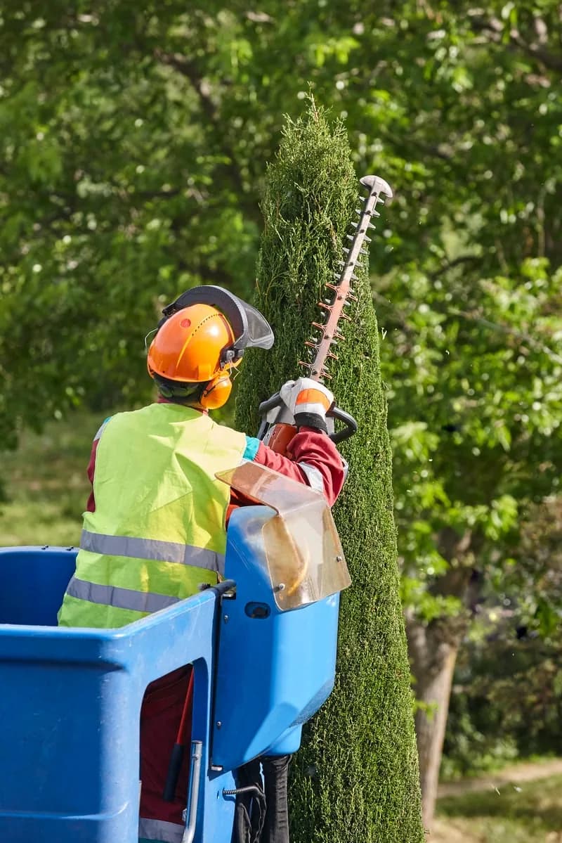 Hedge & Shrub Trimming